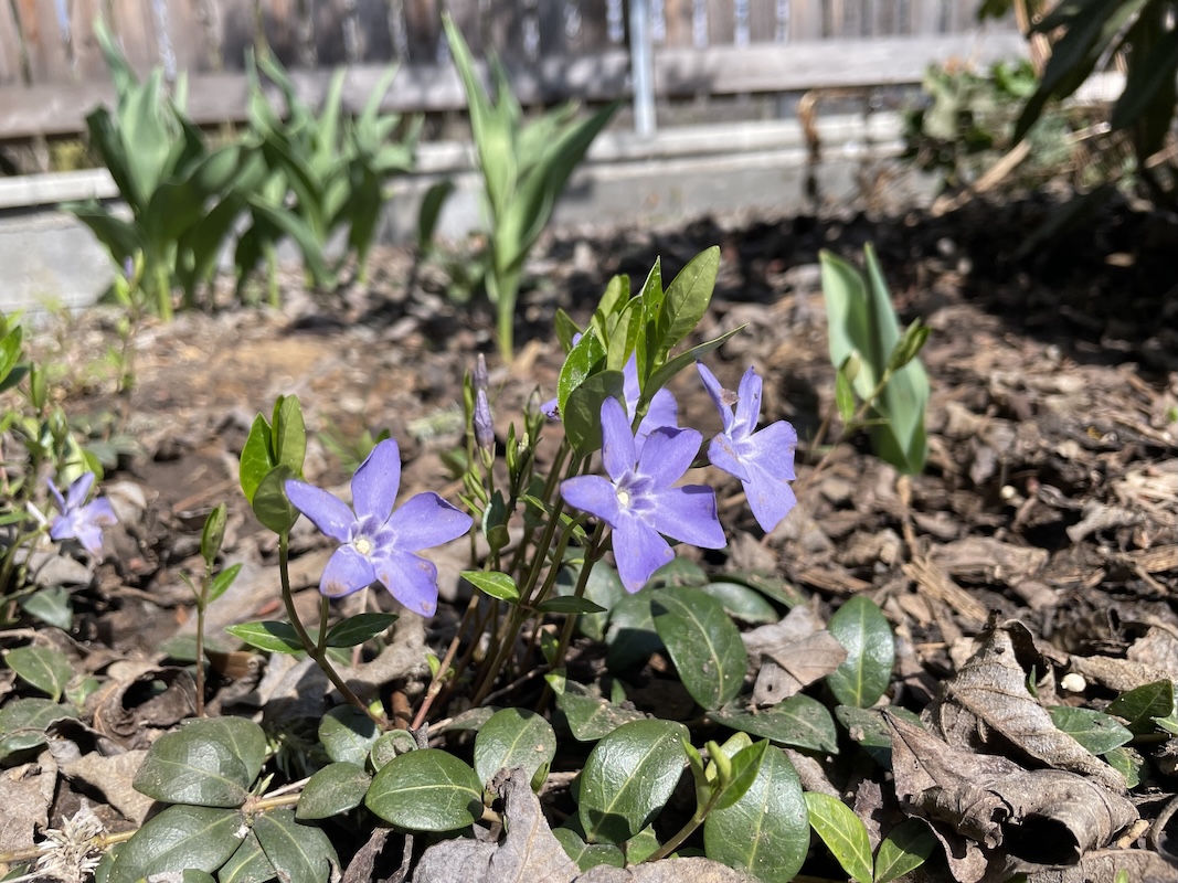 Barvínek / Periwinkle