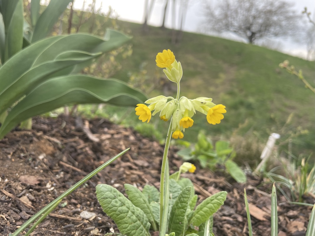 Petrklíč / Primrose