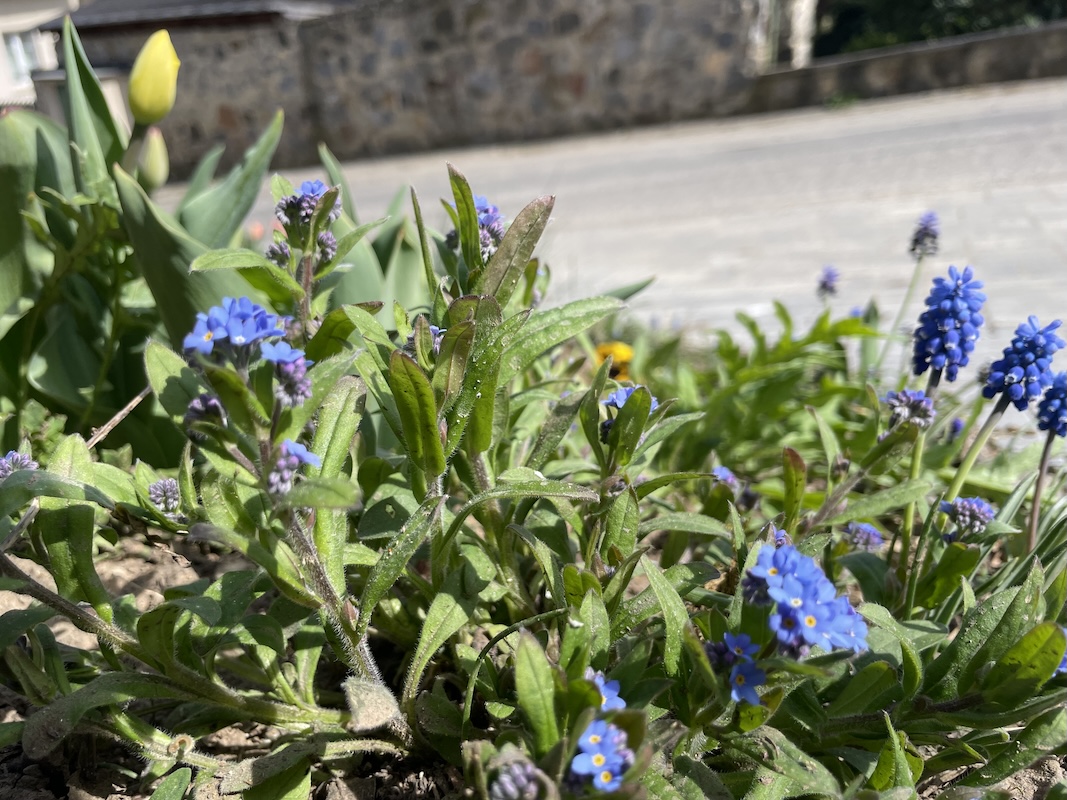 Pomněnky / Forget-me-not