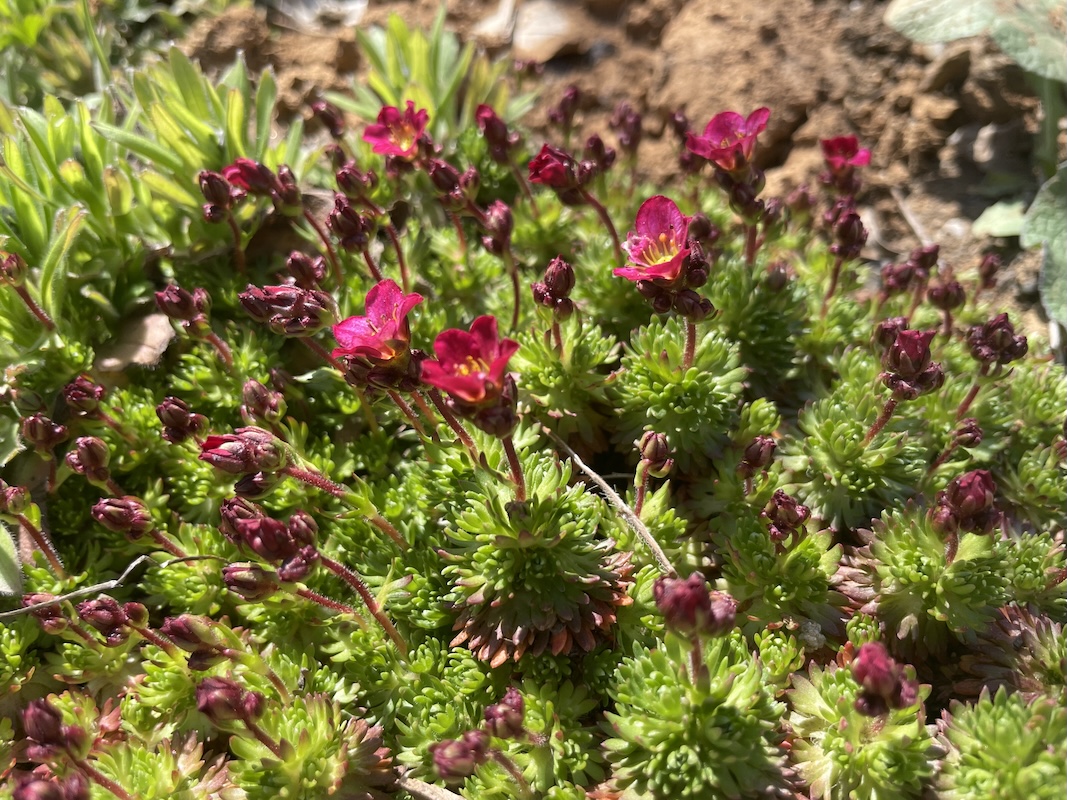 Rozchodník / Stonecrop
