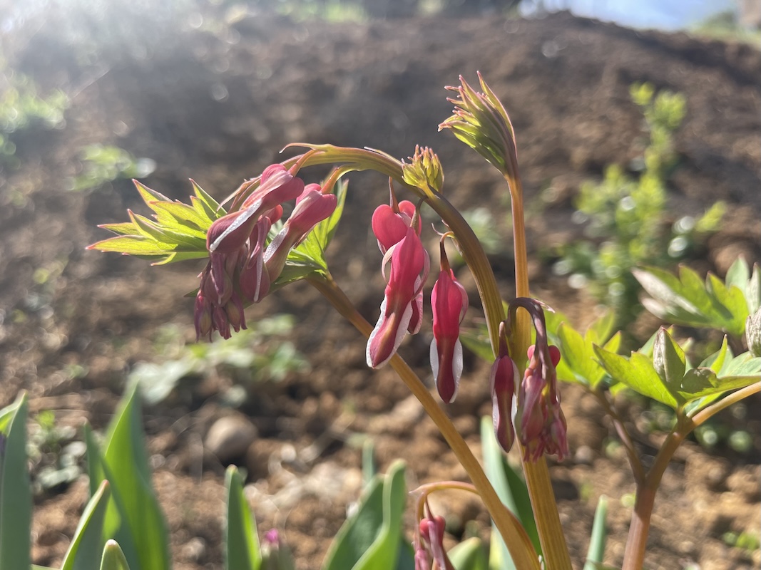 Srdcovka / Bleeding Heart