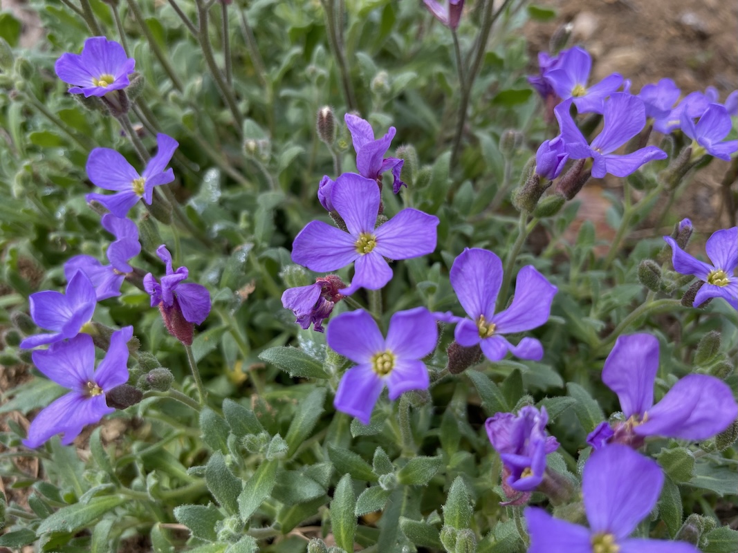 Tařička / Aubrieta