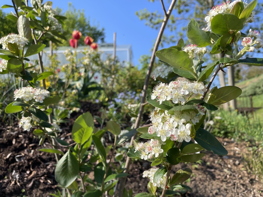 Arónie / Chokeberry