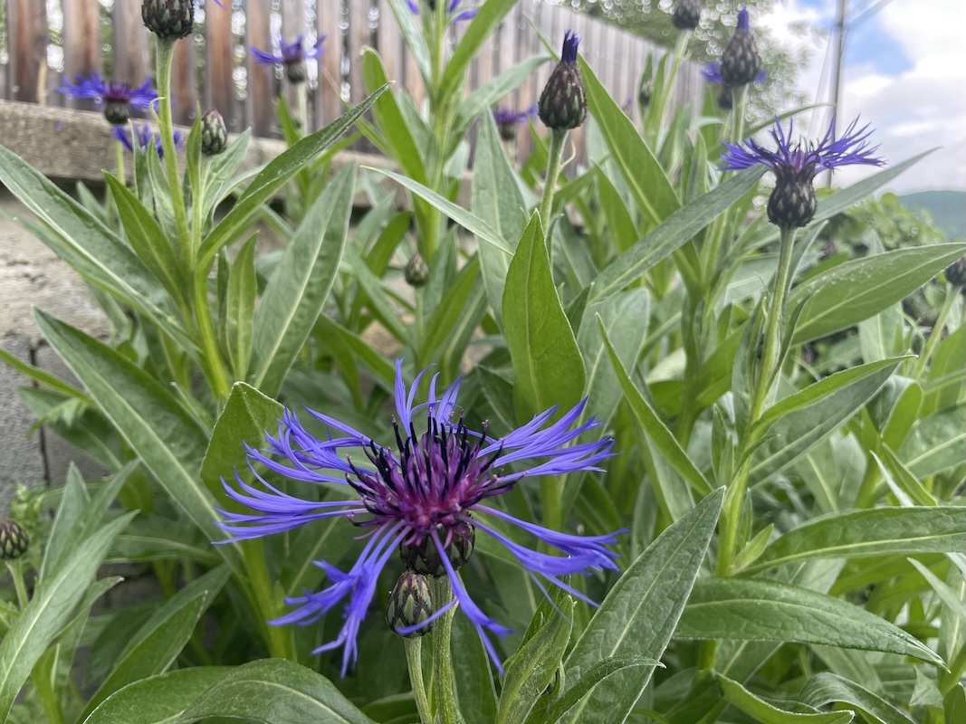 Chrpa / Cornflower