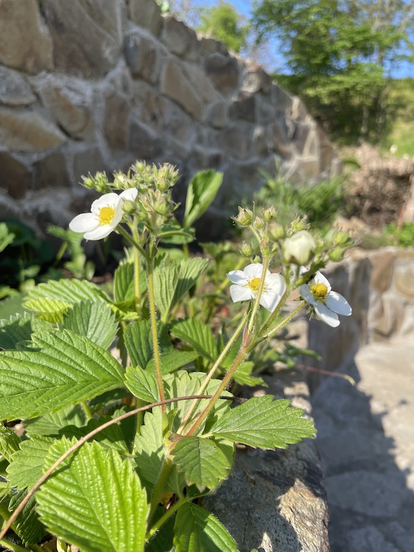Jahody / Strawberries