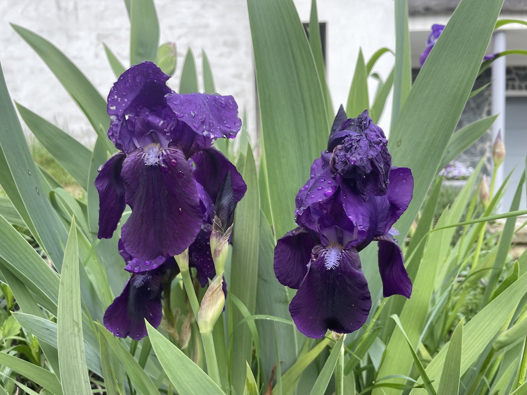 Kosatce / Irises