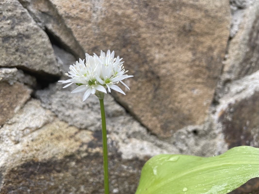 Medvědí česnek / Wild Garlic