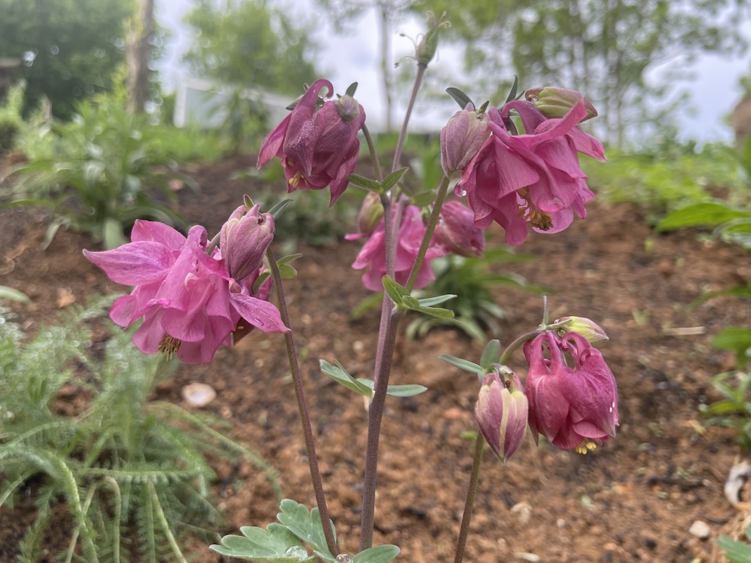 Orlíček / Columbine