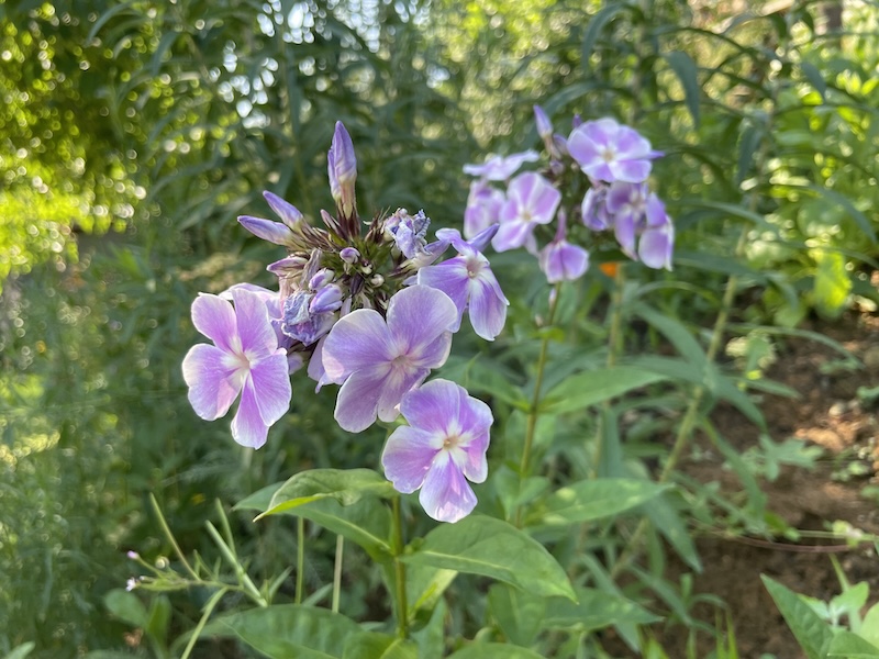 Flox / Phlox
