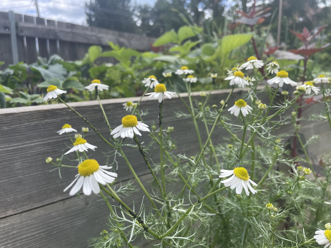 Heřmánek / Chamomile