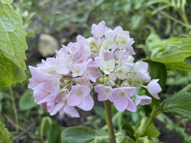 Hortenzie / Hydrangea