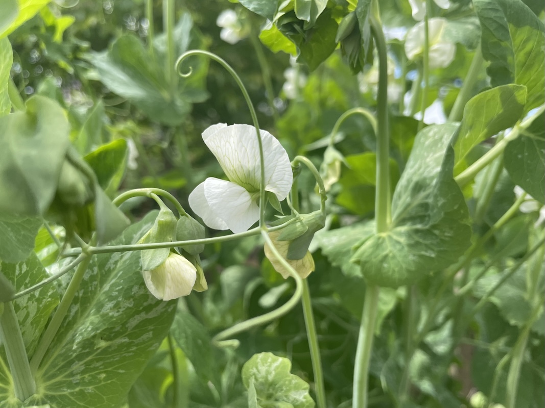 Hrášek / Pea Plant