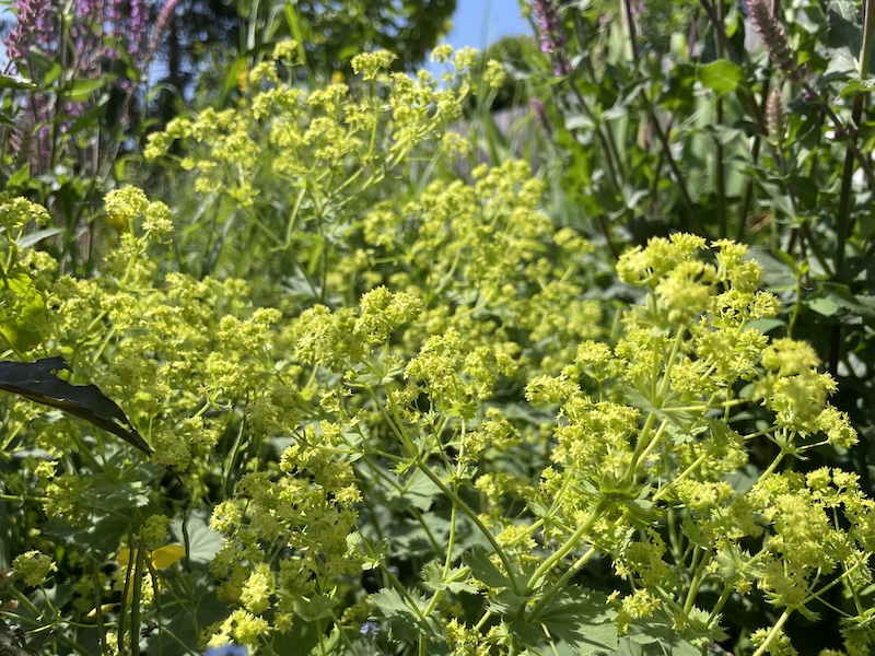 Kontryhel / Lady's Mantle