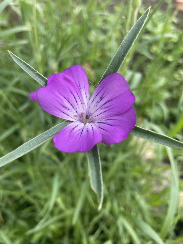 Koukol polní / Corncockle