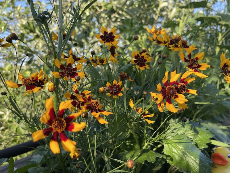 Krásnoočko / Coreopsis