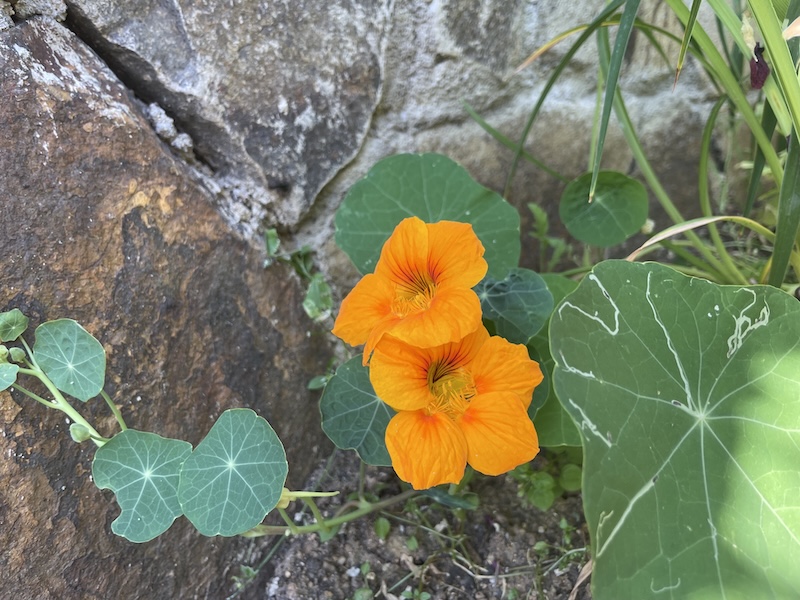 Lichořeřišnice / Nasturtium