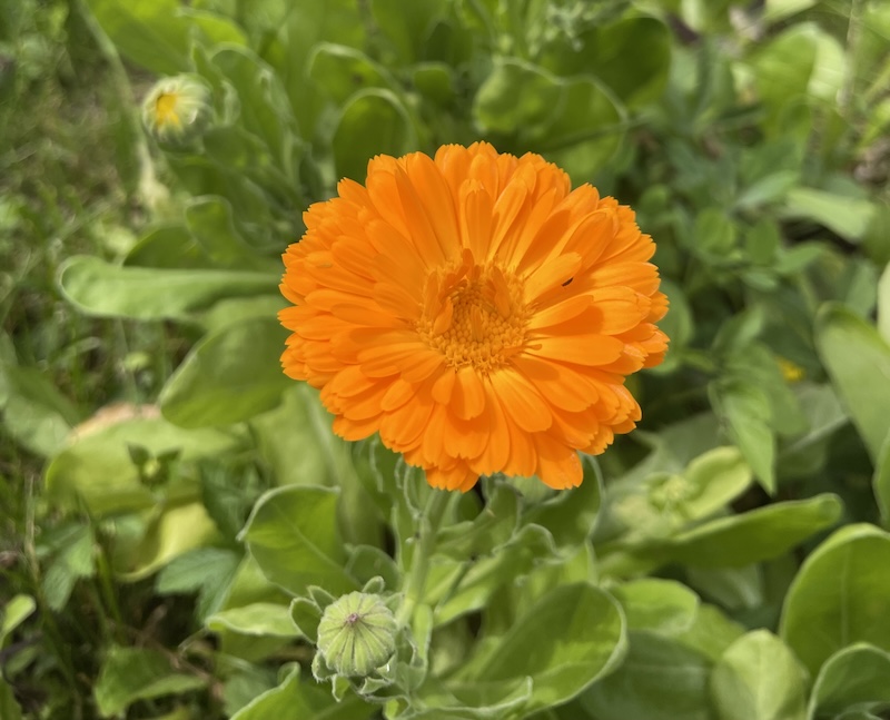 Měsíček / Marigold