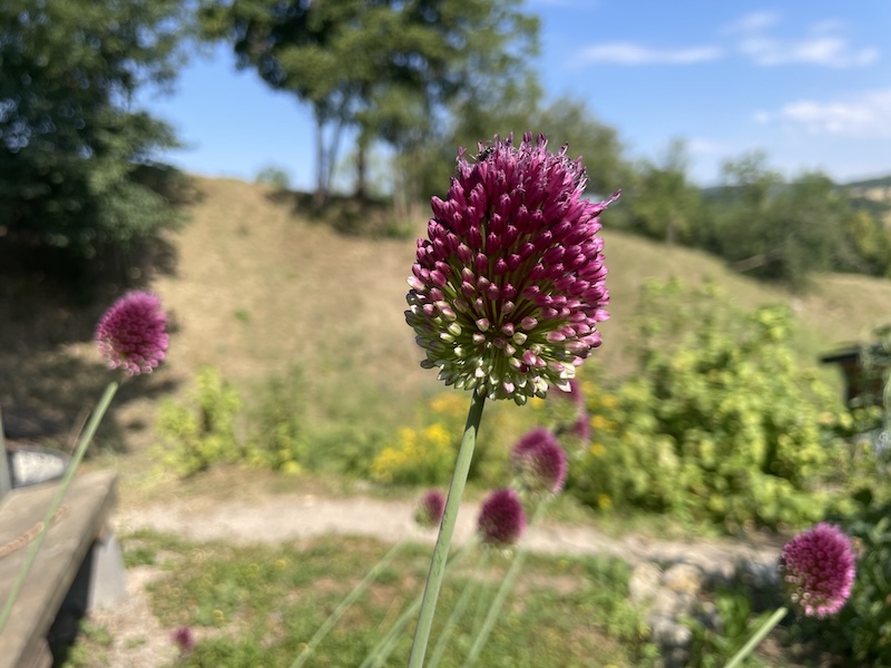 Okrasný česnek / Ornamental Onion