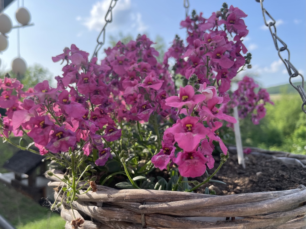 Ostruhatka / Toadflax