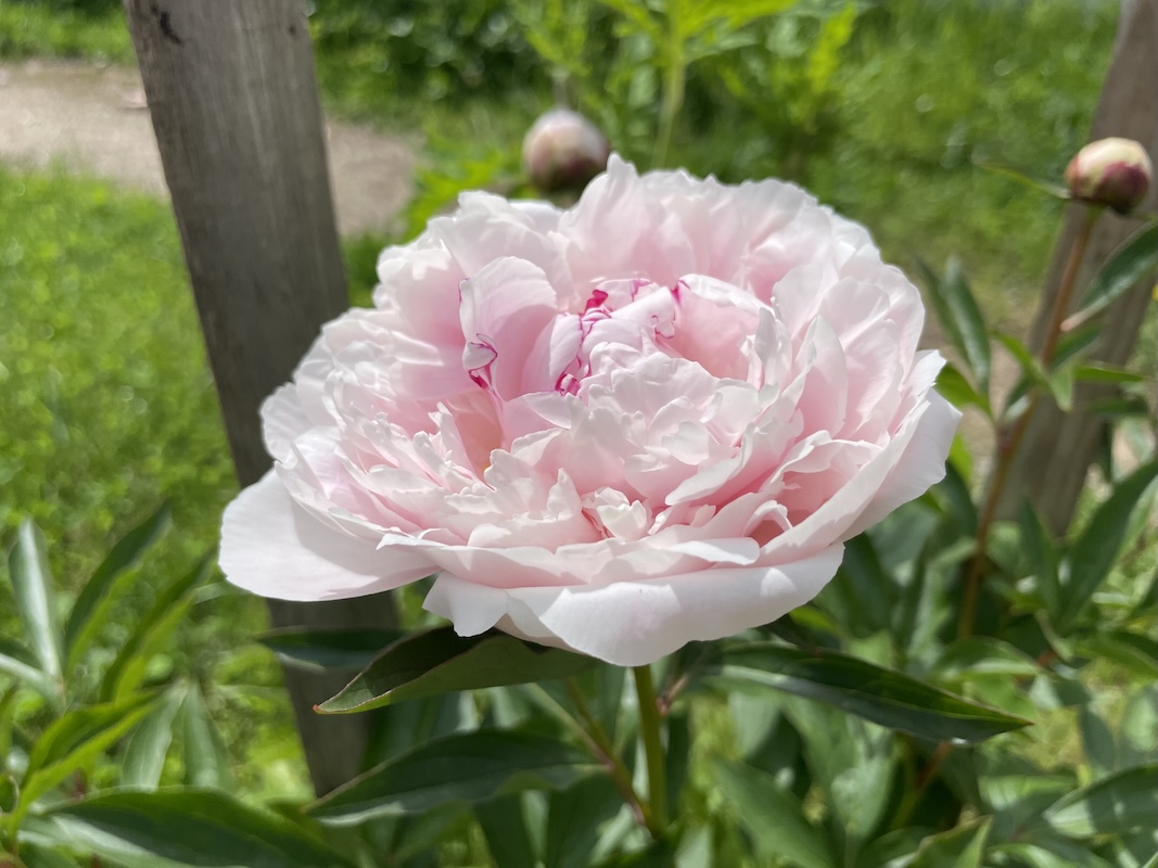 Pivoňka / Peony