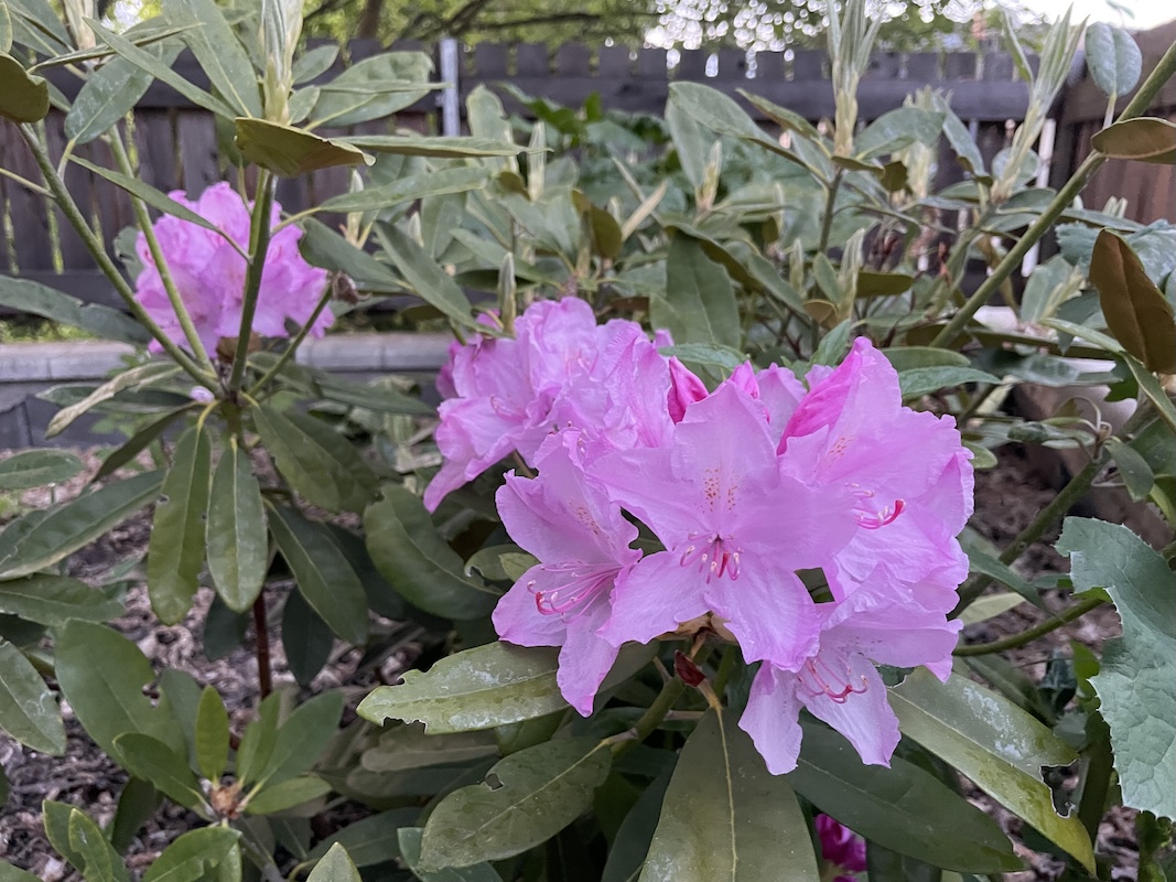 Rododendron / Rhododendron