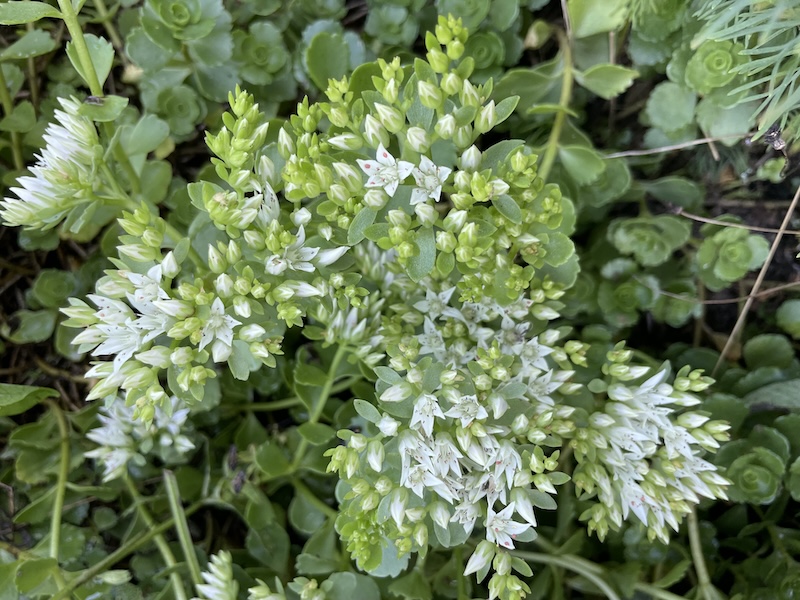 Rozchodník / Stonecrop