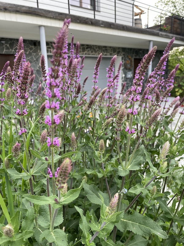 Šalvěj hajní / Meadow Sage