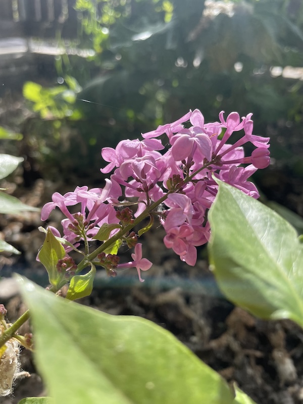 Šeřík / Lilac