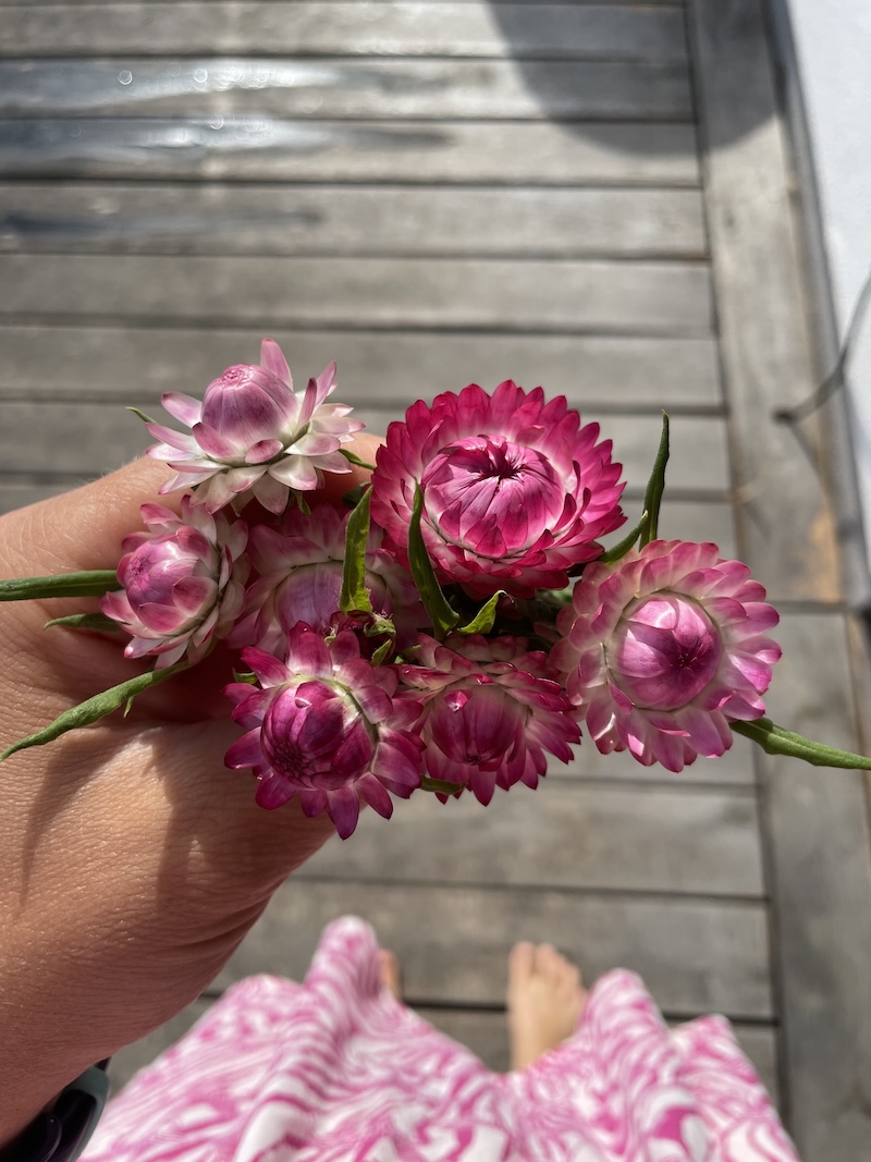 Slaměnky / Strawflowers