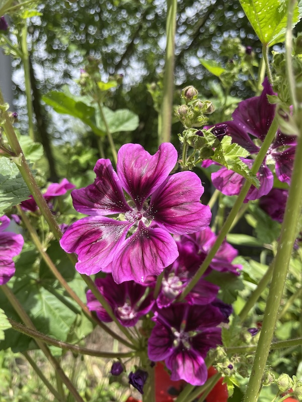 Sléz maurský / Malva sylvestris