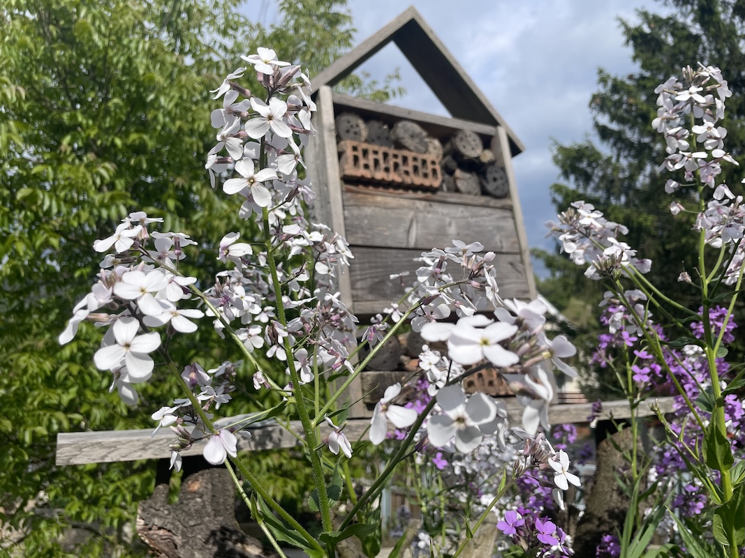 Večernice vonná / Sweet Rocket