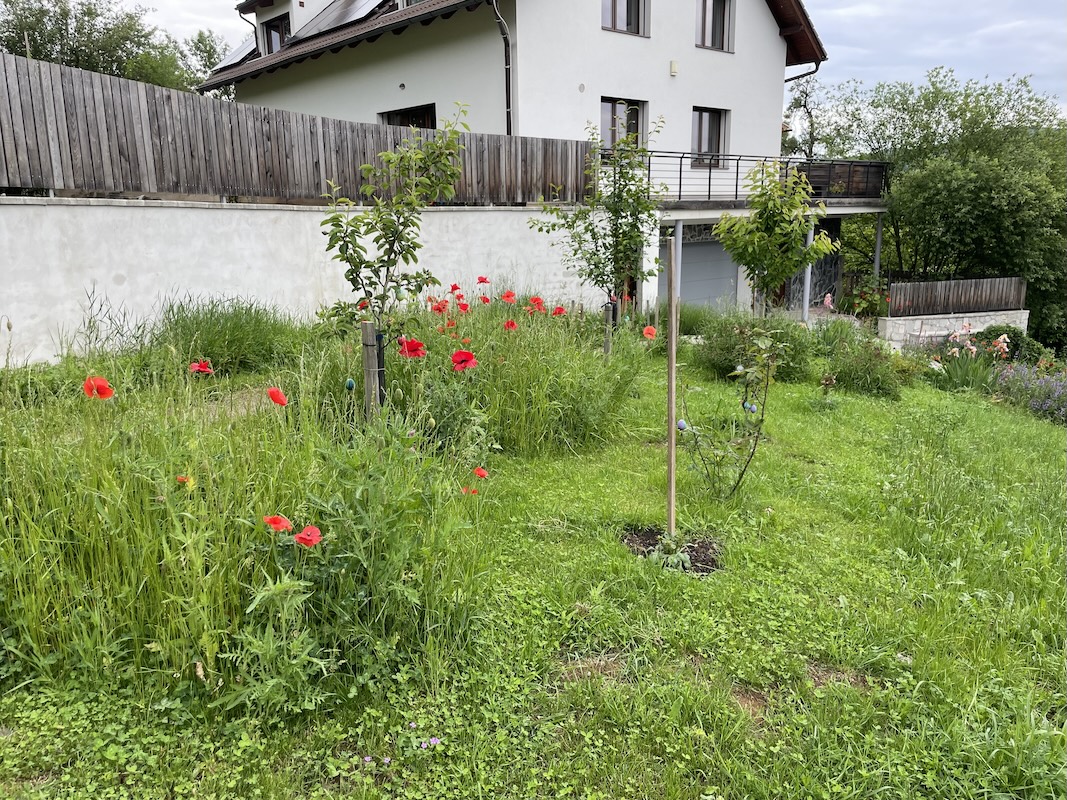 Vlčí máky / Poppies