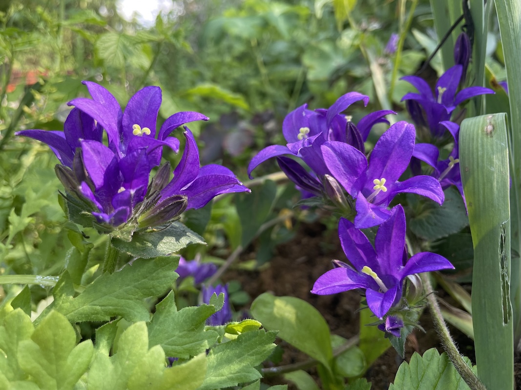 Zvonek klubkatý / Clustered Bellflower