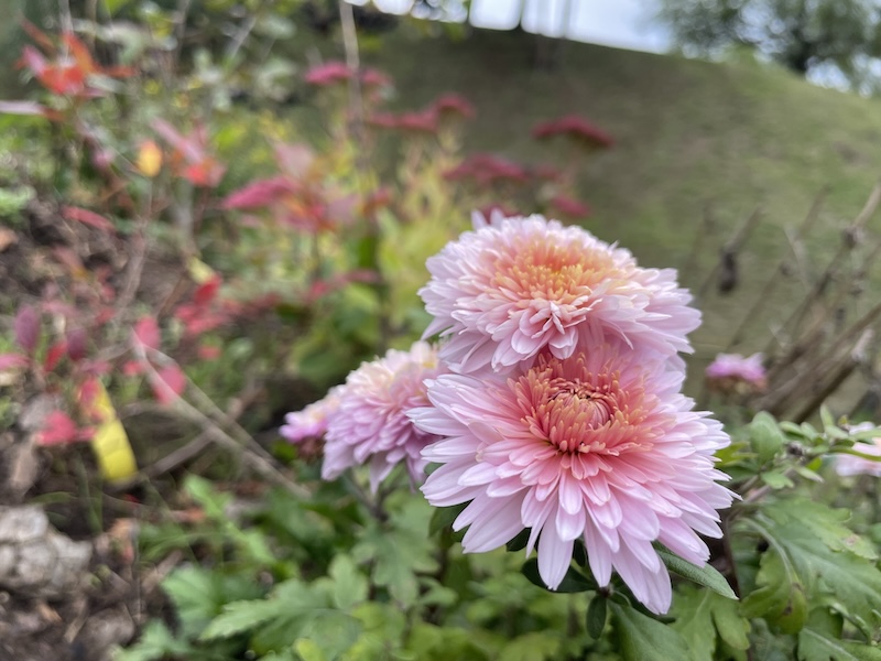 Chryzanténa / Chrysanthemum