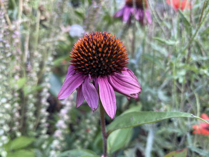 Třapatkovka / Echinacea