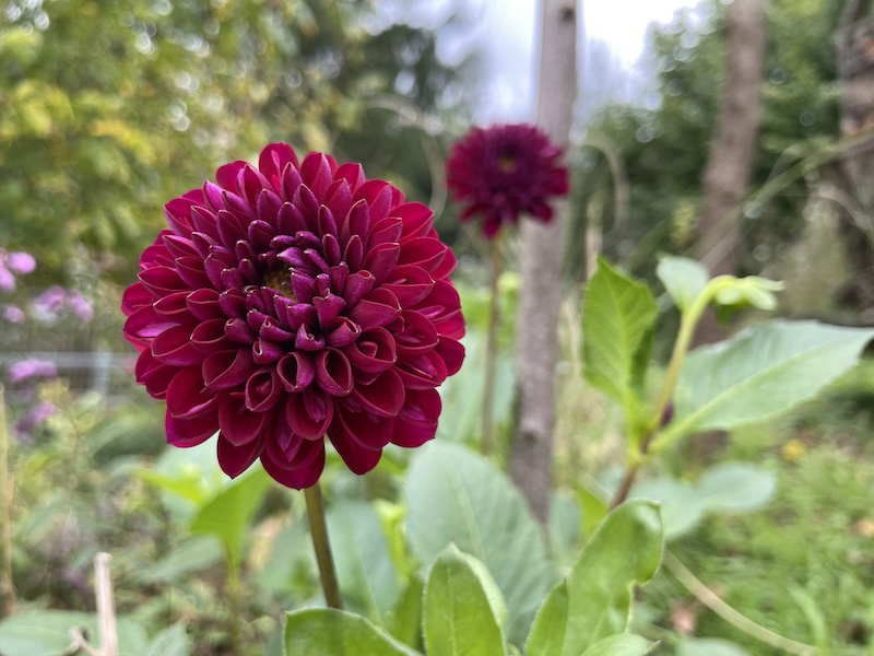 Jiřina / Dahlia