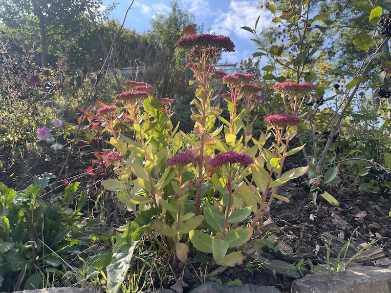 Rozchodník / Stonecrop