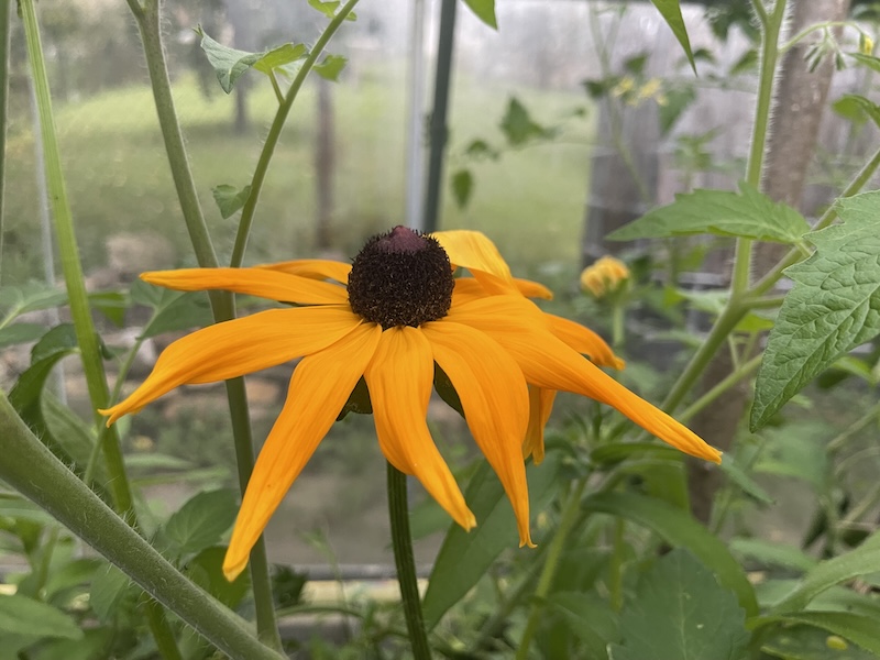 Třapatka / Coneflower